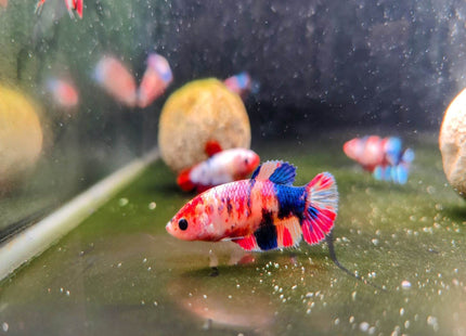 Candy Female Betta - Nano Tanks Australia Aquarium Shop