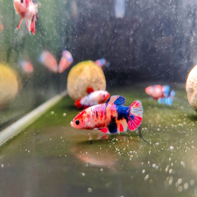 Candy Female Betta - Nano Tanks Australia Aquarium Shop