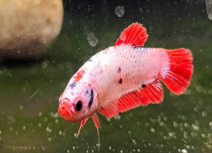 Candy Female Betta - Nano Tanks Australia Aquarium Shop