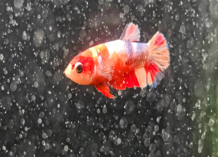Candy Female Betta - Nano Tanks Australia Aquarium Shop