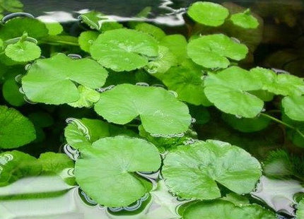 Cardamine Leucocephala (giant cardamine) in terracotta pot - Nano Tanks Australia Aquarium Shop