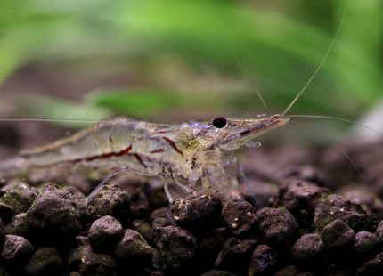 Caridina wilkinsi 'Calman' (CWC - Algae eaters) - Nano Tanks Australia Aquarium Shop