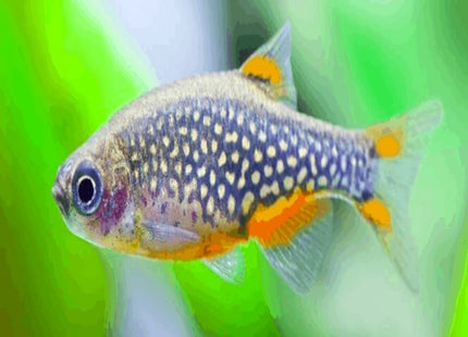 Celestial Pearl Danio (Galaxy Rasbora) Danio margaritatus CPD - Nano Tanks Australia Aquarium Shop