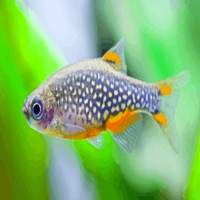 Celestial Pearl Danio (Galaxy Rasbora) Danio margaritatus CPD - Nano Tanks Australia Aquarium Shop