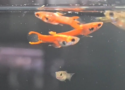 Chilli Endler Pairs - Nano Tanks Australia Aquarium Shop