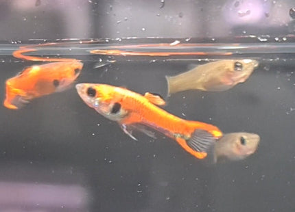 Chilli Endler Pairs - Nano Tanks Australia Aquarium Shop