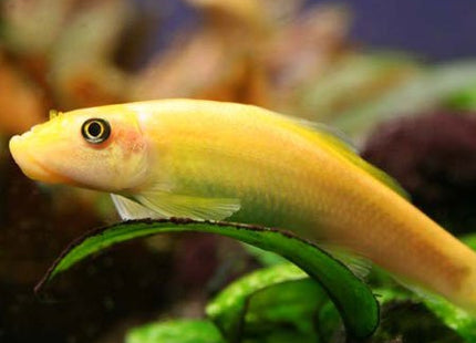 Chinese Algae Eater - Nano Tanks Australia Aquarium Shop