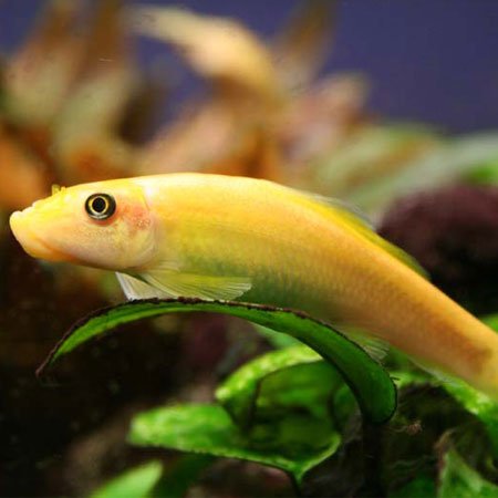Chinese Algae Eater - Nano Tanks Australia Aquarium Shop