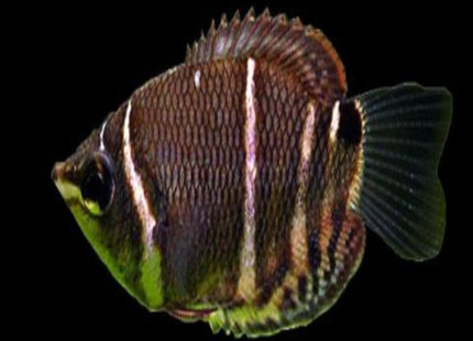 Chocolate Gourami - Nano Tanks Australia Aquarium Shop