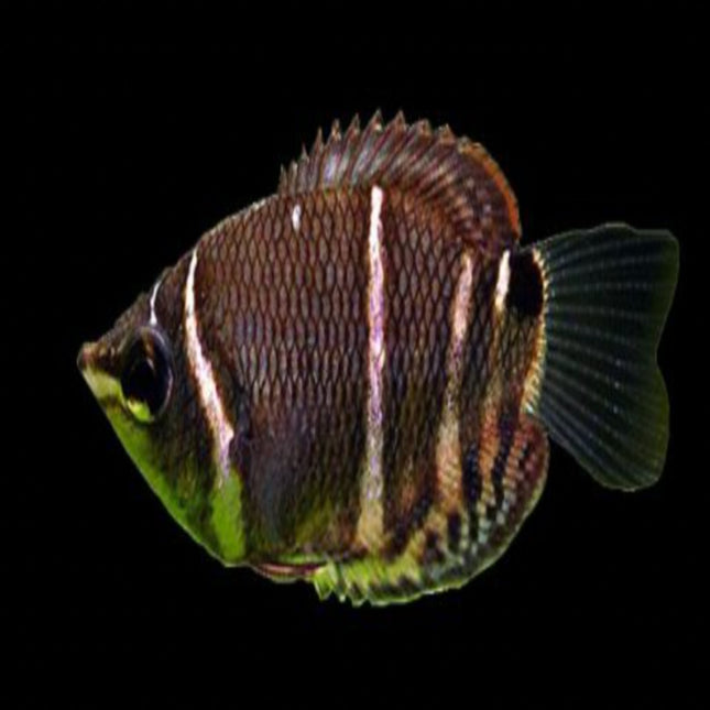 Chocolate Gourami - Nano Tanks Australia Aquarium Shop