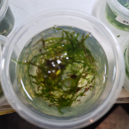 Christmas Moss Loose - Nano Tanks Australia Aquarium Shop