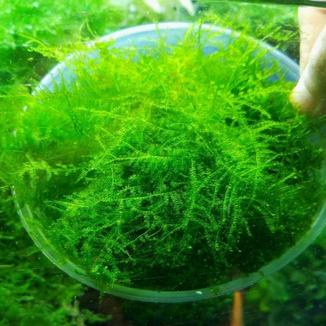 Christmas Moss Loose - Nano Tanks Australia Aquarium Shop