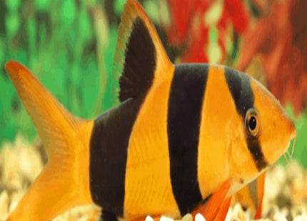 Clown Loaches 6-8cm - Nano Tanks Australia Aquarium Shop