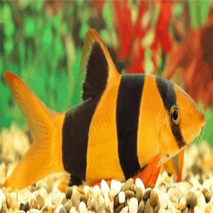 Clown Loaches 6-8cm - Nano Tanks Australia Aquarium Shop