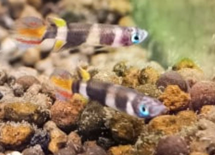 Clown Panchax (Killifish) Epiplatys annulatus Killies - Nano Tanks Australia Aquarium Shop