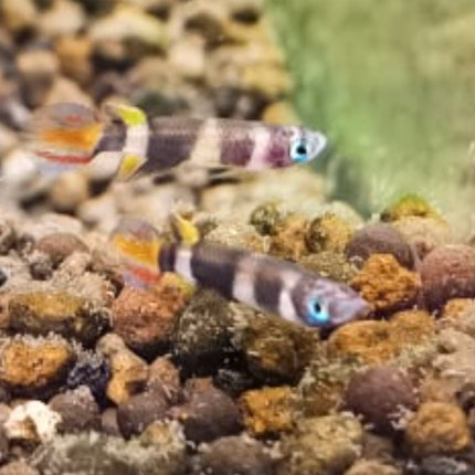 Clown Panchax (Killifish) Epiplatys annulatus Killies - Nano Tanks Australia Aquarium Shop