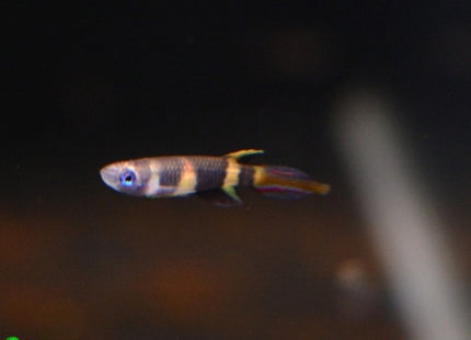 Clown Panchax (Killifish) Epiplatys annulatus Killies - Nano Tanks Australia Aquarium Shop