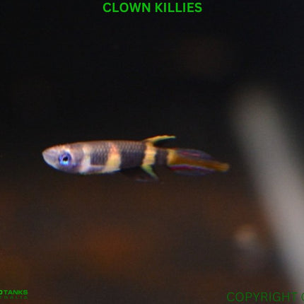 Clown Panchax (Killifish) Epiplatys annulatus Killies - Nano Tanks Australia Aquarium Shop