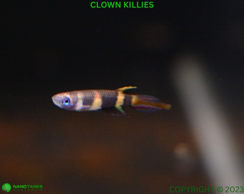 Clown Panchax (Killifish) Epiplatys annulatus Killies - Nano Tanks Australia Aquarium Shop