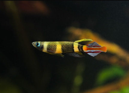 Clown Panchax (Killifish) Epiplatys annulatus Killies - Nano Tanks Australia Aquarium Shop