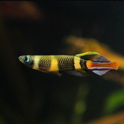 Clown Panchax (Killifish) Epiplatys annulatus Killies - Nano Tanks Australia Aquarium Shop
