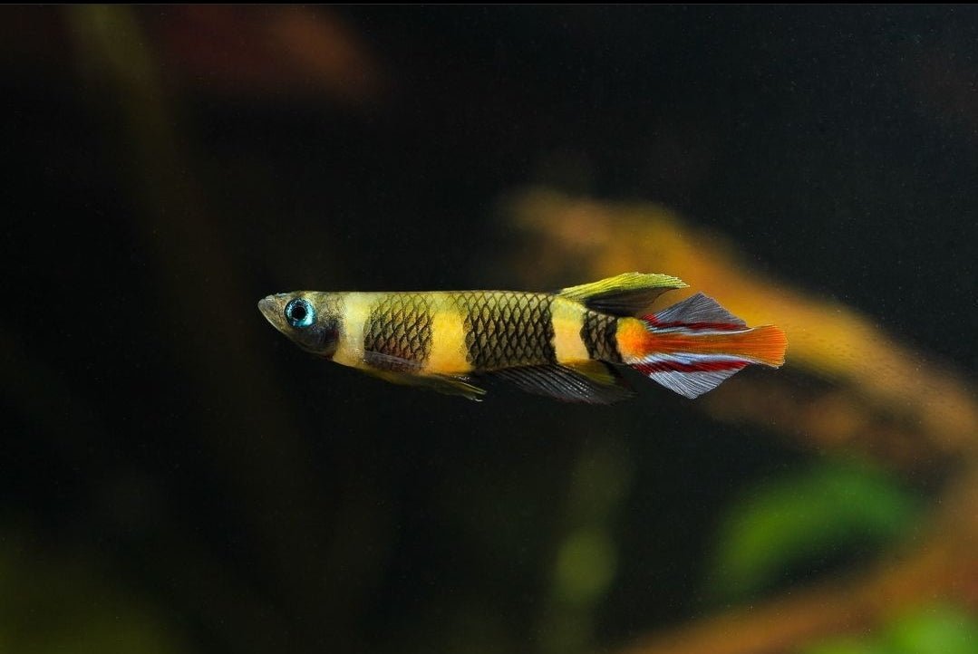 Clown Panchax (Killifish) Pseudoepiplatys annulatus Killies Average Si ...