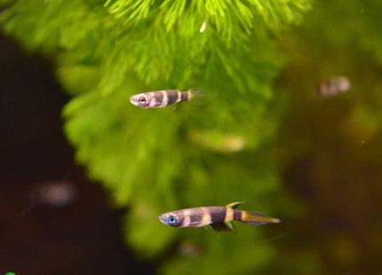 Clown Panchax (Killifish) Epiplatys annulatus Killies - Nano Tanks Australia Aquarium Shop