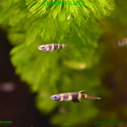 Clown Panchax (Killifish) Epiplatys annulatus Killies - Nano Tanks Australia Aquarium Shop