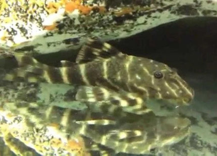 Clown Pleco – L104 - Nano Tanks Australia Aquarium Shop