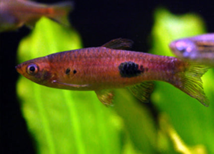 Clown Rasboras (Rasbora kalochroma) - Nano Tanks Australia Aquarium Shop