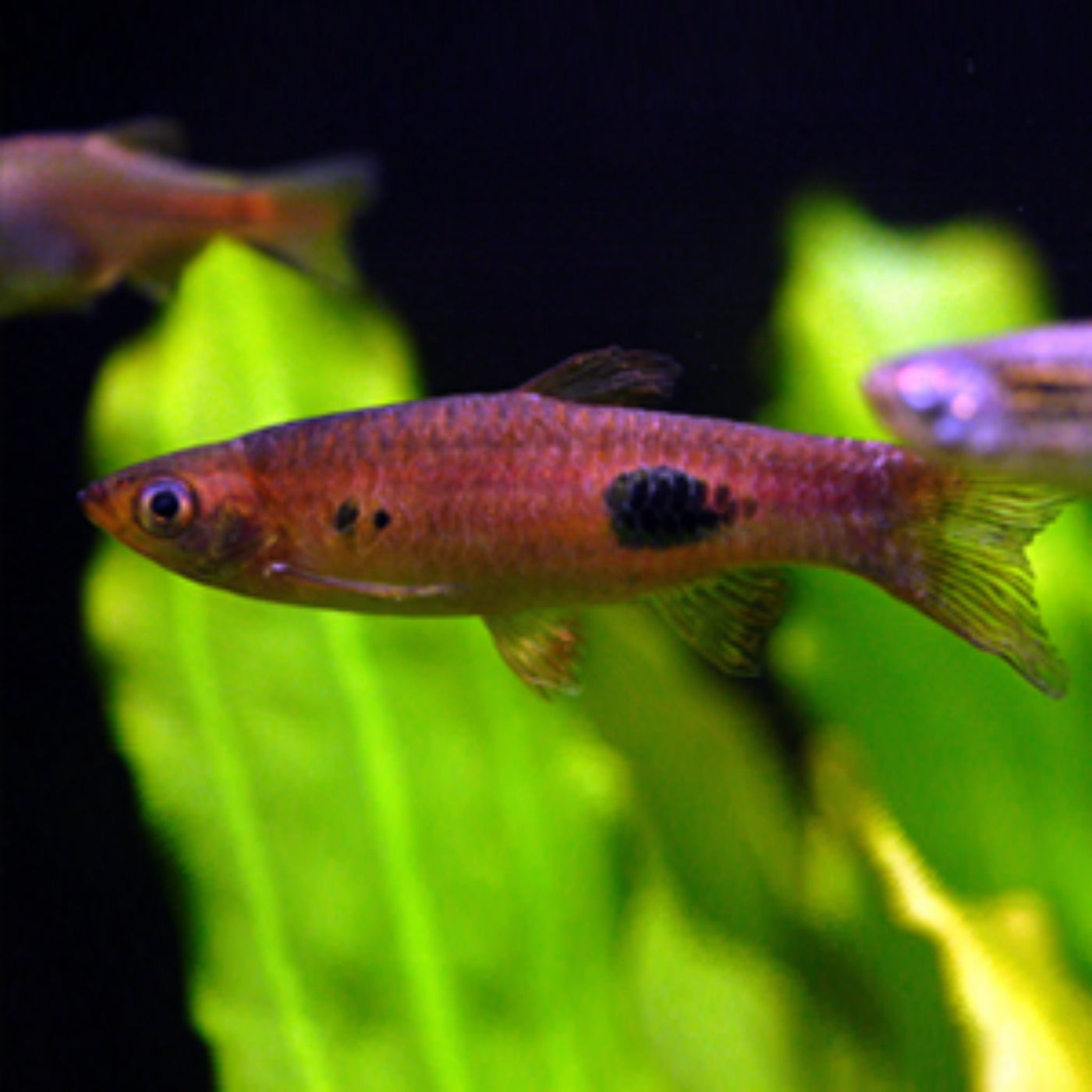 Clown Rasboras (Rasbora kalochroma) – Nano Tanks Australia