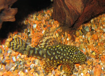 Common Bristlenose 4cm - Nano Tanks Australia Aquarium Shop