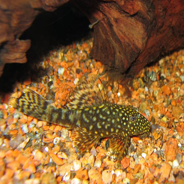 Common Bristlenose 4cm - Nano Tanks Australia Aquarium Shop