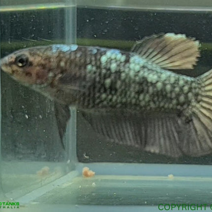 Copper Avatar HMPK Female Betta - Nano Tanks Australia Aquarium Shop