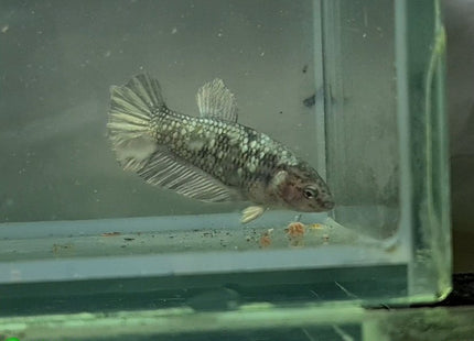 Copper Avatar HMPK Female Betta - Nano Tanks Australia Aquarium Shop