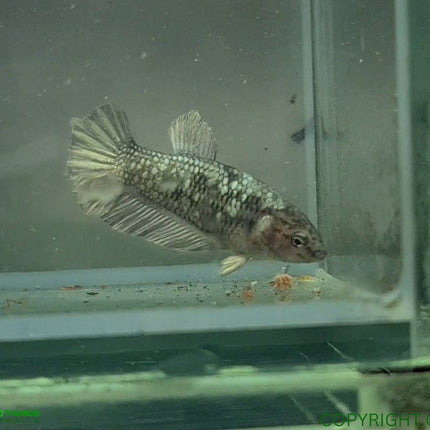 Copper Avatar HMPK Female Betta - Nano Tanks Australia Aquarium Shop