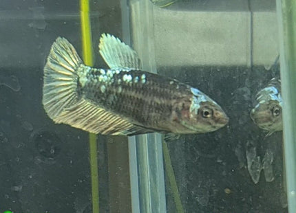Copper Avatar HMPK Female Betta - Nano Tanks Australia Aquarium Shop