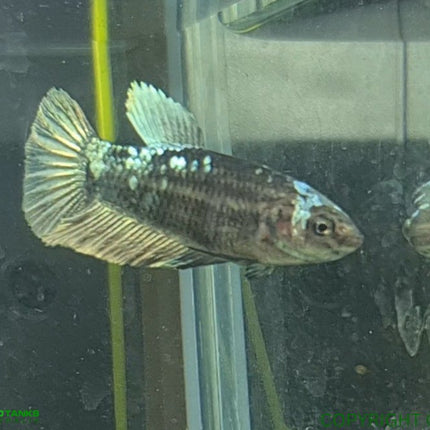 Copper Avatar HMPK Female Betta - Nano Tanks Australia Aquarium Shop