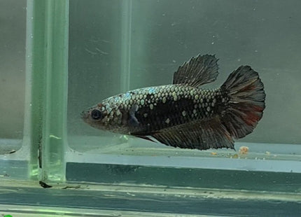 Copper Avatar HMPK Female Betta - Nano Tanks Australia Aquarium Shop