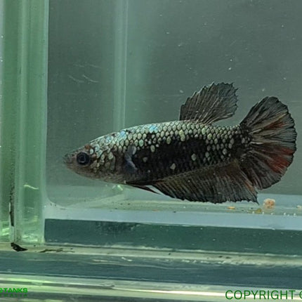 Copper Avatar HMPK Female Betta - Nano Tanks Australia Aquarium Shop