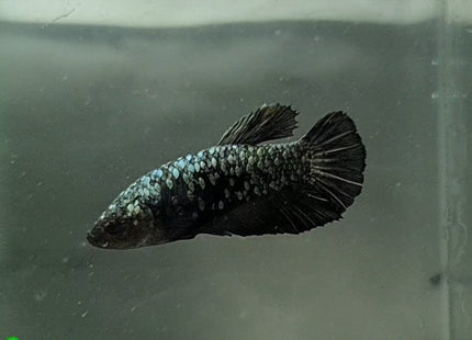 Copper Avatar HMPK Female Betta - Nano Tanks Australia Aquarium Shop