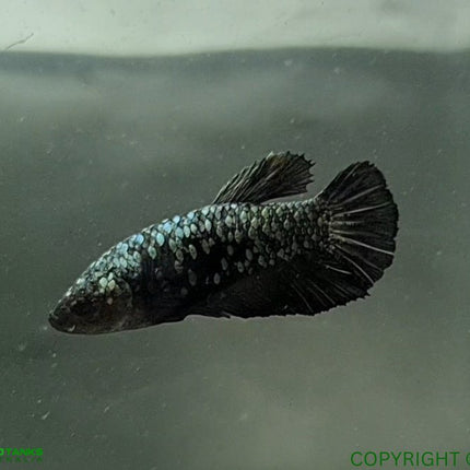 Copper Avatar HMPK Female Betta - Nano Tanks Australia Aquarium Shop