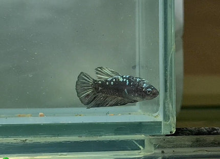 Copper Avatar HMPK Female Betta - Nano Tanks Australia Aquarium Shop