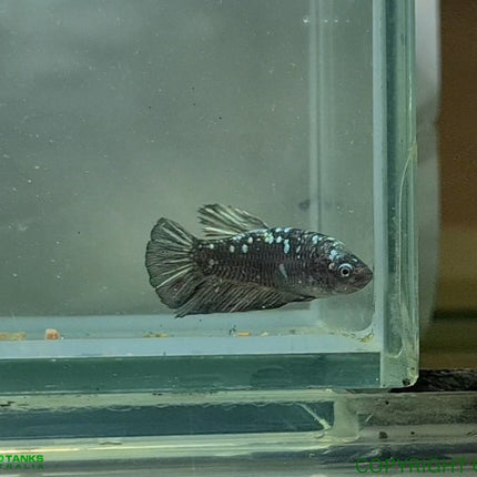 Copper Avatar HMPK Female Betta - Nano Tanks Australia Aquarium Shop