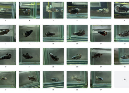 Copper Avatar HMPK Female Betta - Nano Tanks Australia Aquarium Shop