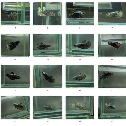 Copper Avatar HMPK Female Betta - Nano Tanks Australia Aquarium Shop