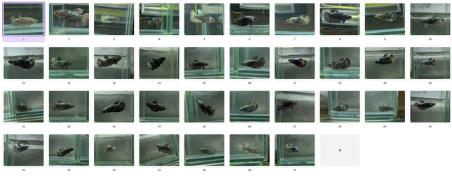 Copper Avatar HMPK Female Betta - Nano Tanks Australia Aquarium Shop