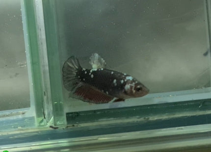Copper Avatar HMPK Female Betta - Nano Tanks Australia Aquarium Shop