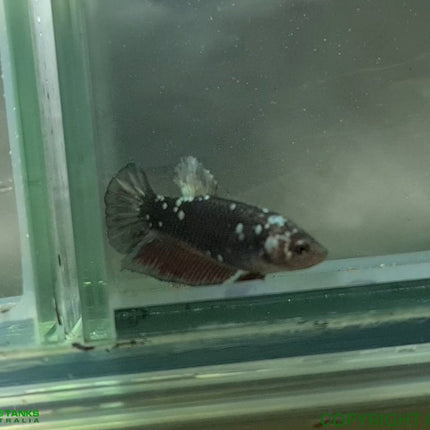 Copper Avatar HMPK Female Betta - Nano Tanks Australia Aquarium Shop