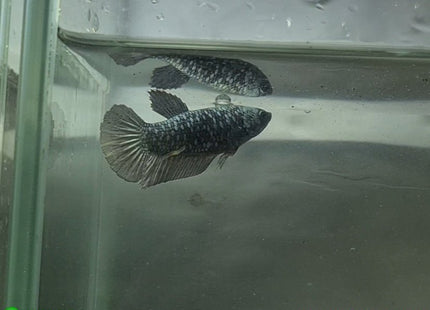 Copper Avatar HMPK Female Betta - Nano Tanks Australia Aquarium Shop